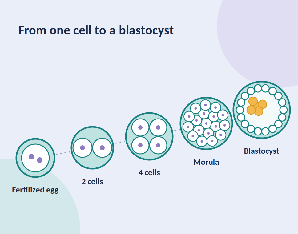 Age and IVF: What the Research Says